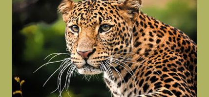 मेचीनगरमा हात्ती र चितुवाको त्रास