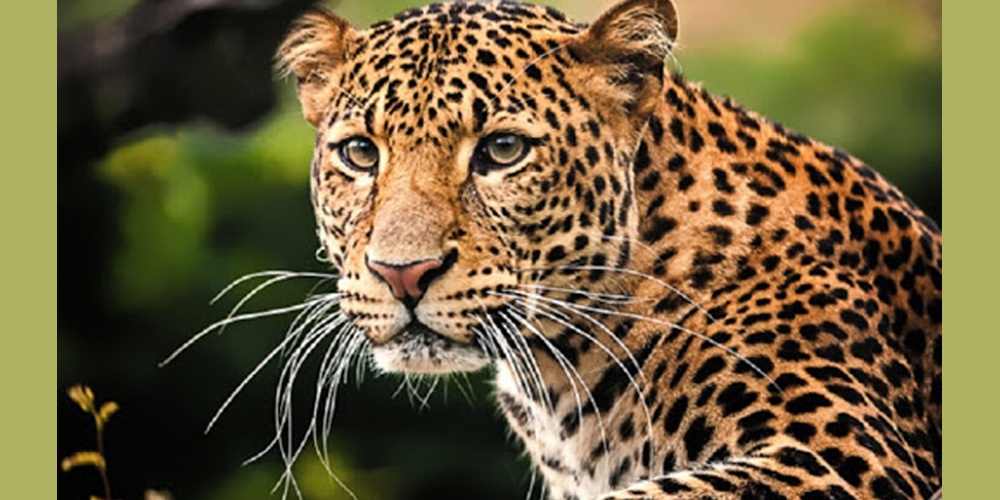 मेचीनगरमा हात्ती र चितुवाको त्रास