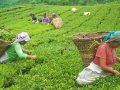 नेपाली चिया भारतमा निर्यात सहजीकरण हुँदैछ : उद्योगमन्त्री नेपाली चिया भारतमा निर्यात सहजीकरण हुँदैछ : उद्योगमन्त्री