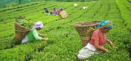 नेपाली चिया भारतमा निर्यात सहजीकरण हुँदैछ : उद्योगमन्त्री