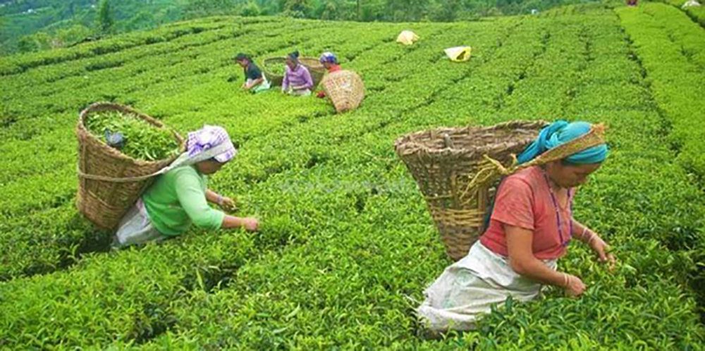 हटाइयो चियाको न्यूनतम समर्थन मूल्य