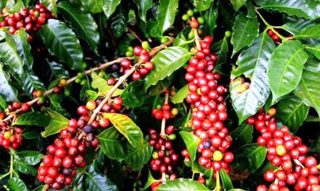 आर्थिक उपार्जनका लागि कफीखेती अभियान