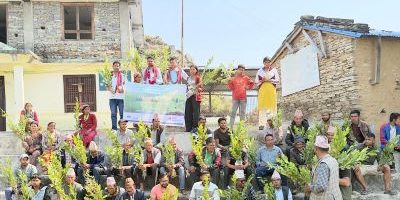 सानिमा जिआइसी इन्स्योरेन्सद्वारा बाजुरामा १००० कागतीका विरुवा वितरण