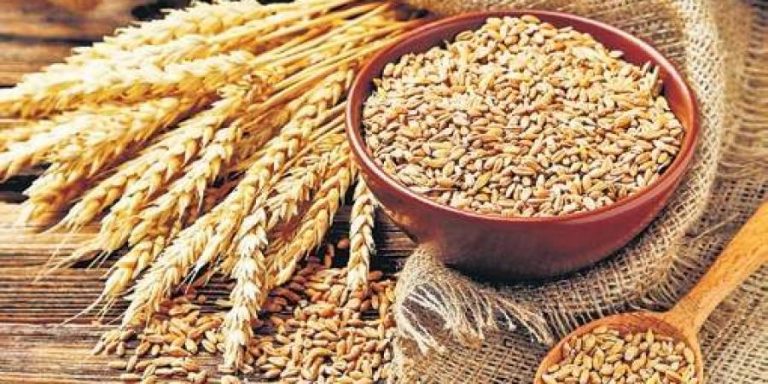 पर्वतमा गहुँबालीको प्रजनन बीउ उत्पादन गरिँदै