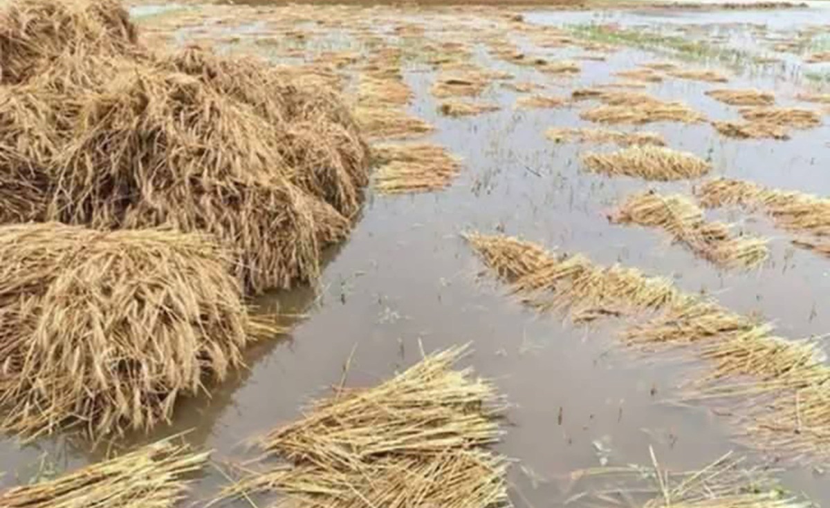 वर्षाले गहुँबाली भिजाउँदा किसान चिन्तित