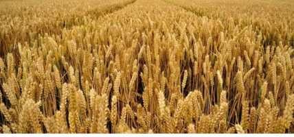 कञ्चनपुरमा सिँचाइ क्षेत्र विस्तार भएसँगै गहुँउत्पादनमा वृद्धि