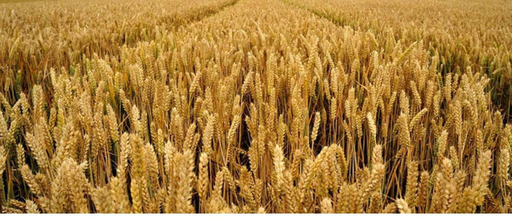 कञ्चनपुरमा सिँचाइ क्षेत्र विस्तार भएसँगै गहुँउत्पादनमा वृद्धि