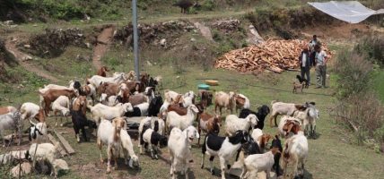 भैँसीपालन व्यवसाय छाडेर बाख्रापाल : वार्षिक लाखौं आम्दानी लिन्छन् गौचन