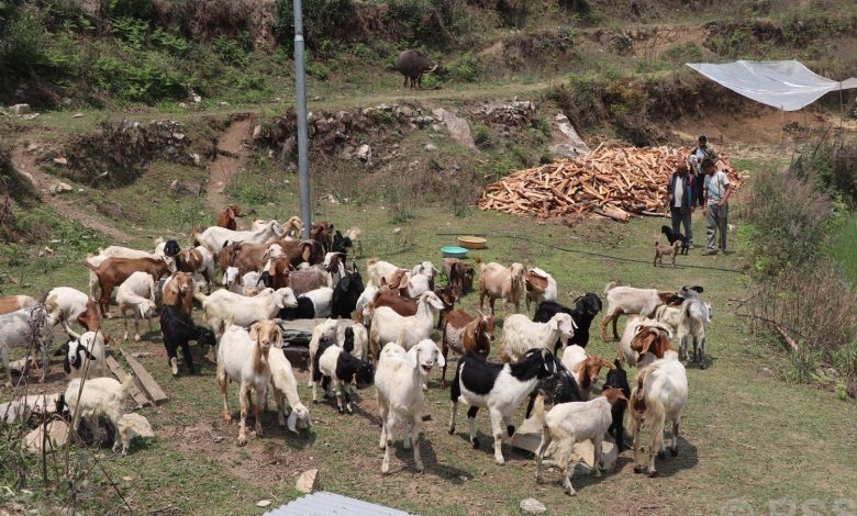 भैँसीपालन व्यवसाय छाडेर बाख्रापाल : वार्षिक लाखौं आम्दानी लिन्छन् गौचन