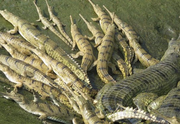 राप्ती नदीमा भेटियो १७ घडियालको गुँड