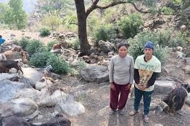 घुम्तीगोठमा बाख्रा पालेर स्वरोजगार र आत्मनिर्भर