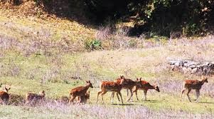 नागेश्वर सामुदायिक वन, योजना अभावमा ओझेलमा