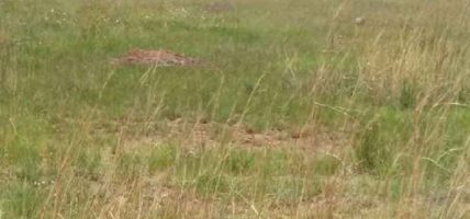 मणिपाल कलेज बनाउन खरिद गरेको ३५ बिघा जग्गा वर्षौँदेखि अलपत्र