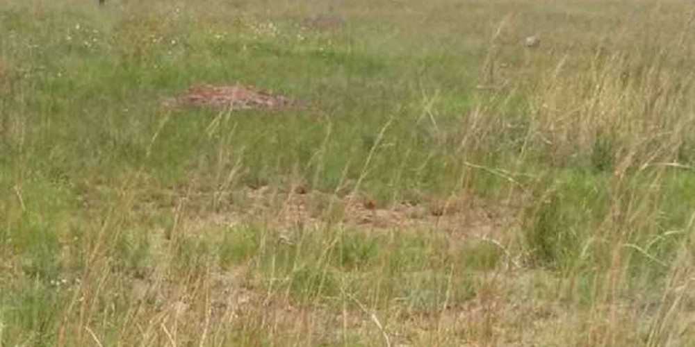 मणिपाल कलेज बनाउन खरिद गरेको ३५ बिघा जग्गा वर्षौँदेखि अलपत्र