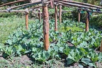 मुगुमा तरकारी खेतीबाट महिलाहरू आत्मनिर्भर : मौसमी र बेमौसमी उत्पादनले आम्दानीमा उल्लेख्य वृद्धि