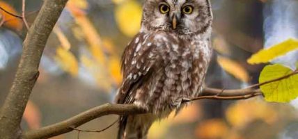 दाङमा लाटोकोसेरो तथा हुचिल उत्सव हुने