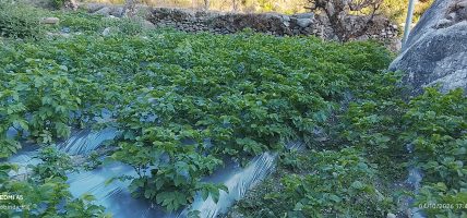 बाजुरामा लोभलाग्दो आलु खेती