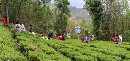 ‘फस्ट फ्लस’को चिया टिपाइ धमाधम, गुणस्तरीय उत्पादनको संभावना