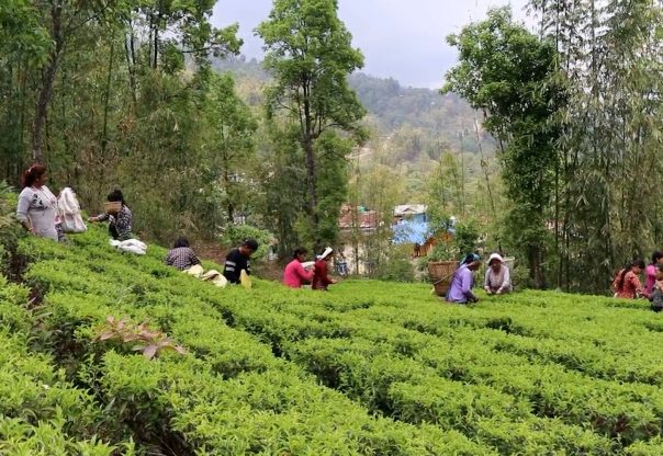 ‘फस्ट फ्लस’को चिया टिपाइ धमाधम, गुणस्तरीय उत्पादनको संभावना