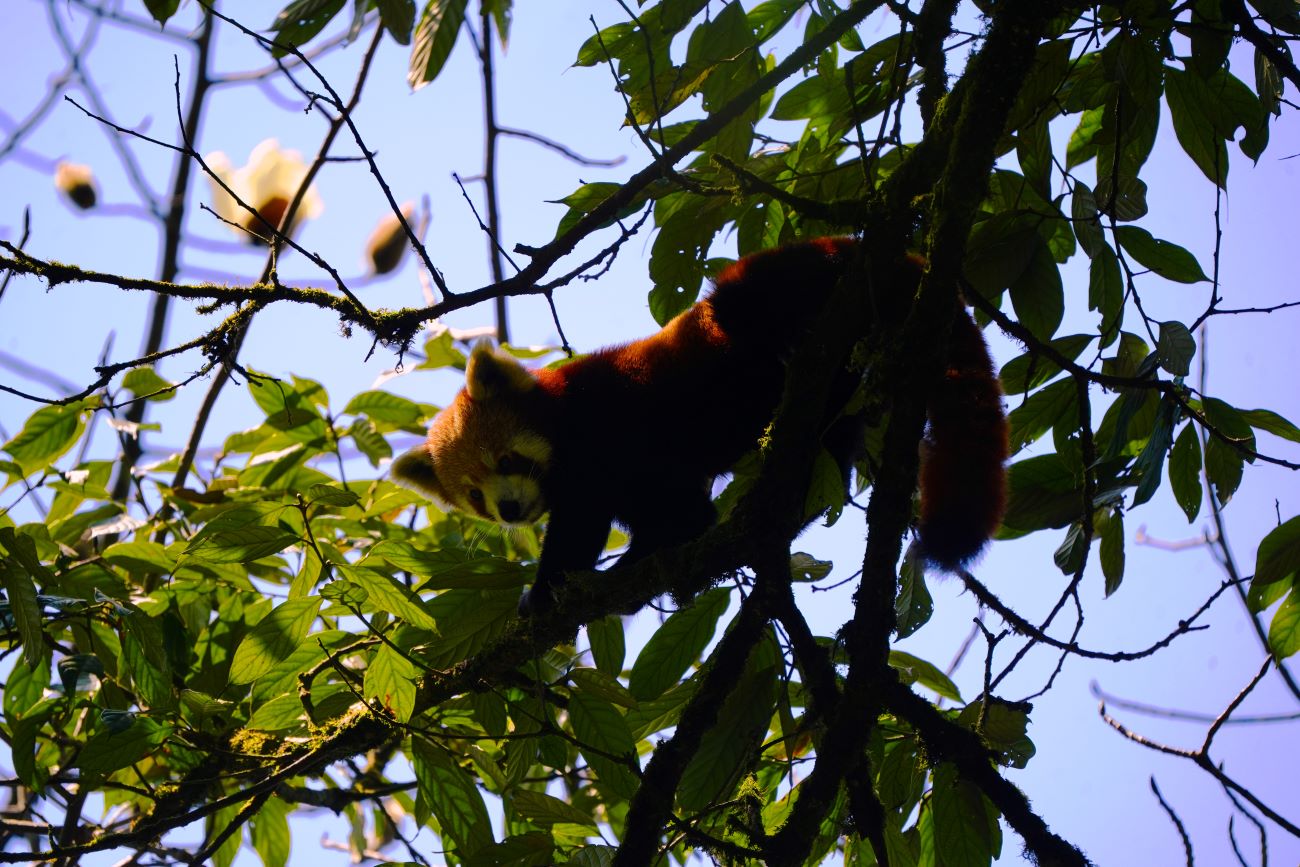 पूर्वी पहाडमा कसरी चम्कियो ‘रेडपाण्डा–पर्यटन’ ?