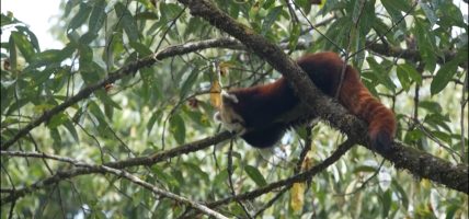 रेडपाण्डा अध्ययन र अवलोकन गर्न आउनेको संख्या बढ्यो, विदेशीलाई विशेष चासो