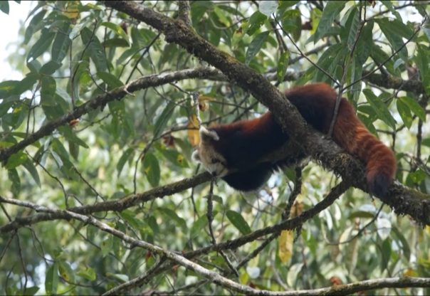 रेडपाण्डा अध्ययन र अवलोकन गर्न आउनेको संख्या बढ्यो, विदेशीलाई विशेष चासो