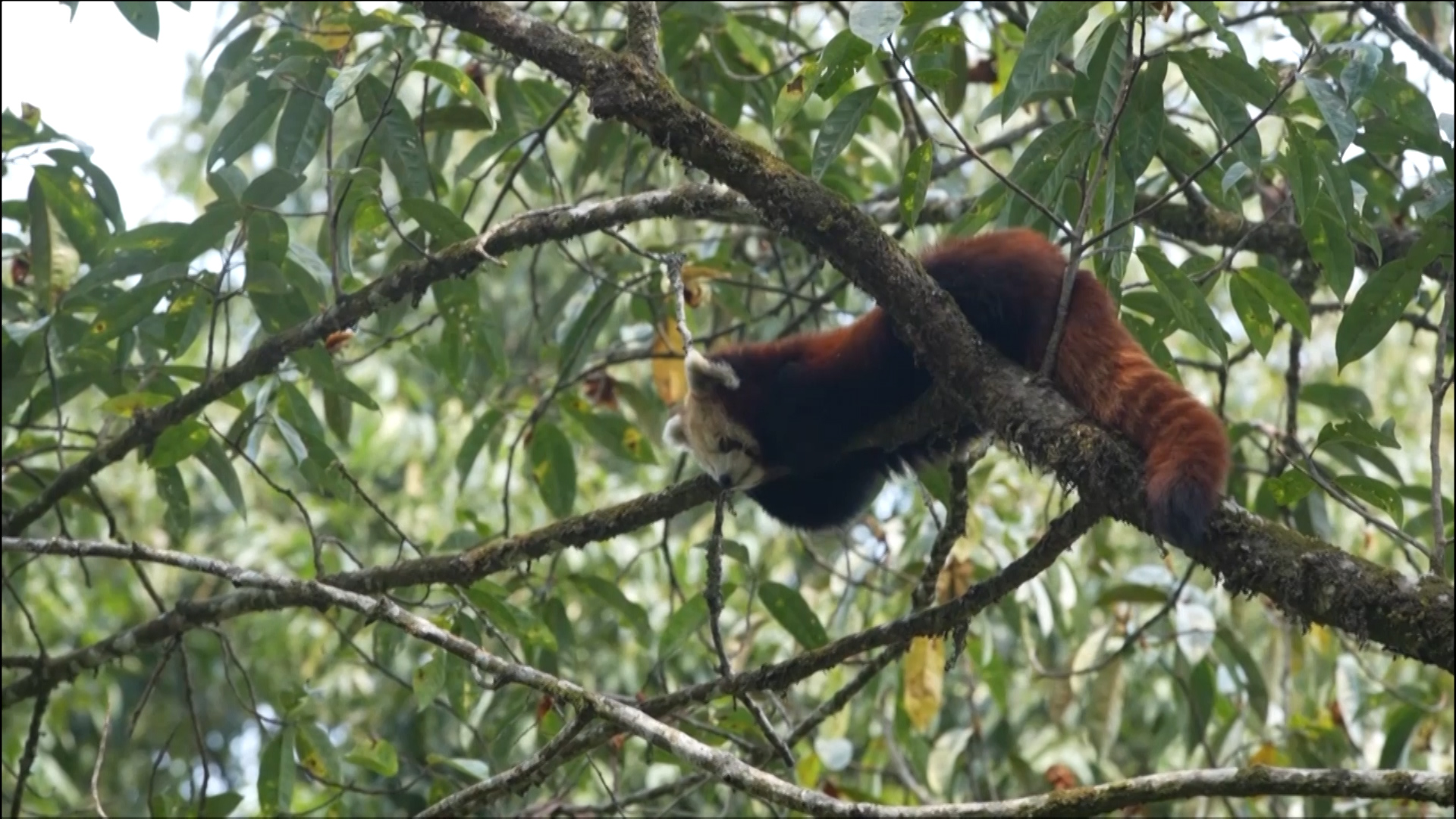 रेडपाण्डा अध्ययन र अवलोकन गर्न आउनेको संख्या बढ्यो, विदेशीलाई विशेष चासो