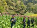 ५ सय १८ रोपनी जग्गामा लगाइएको अफिम खेती नष्ट