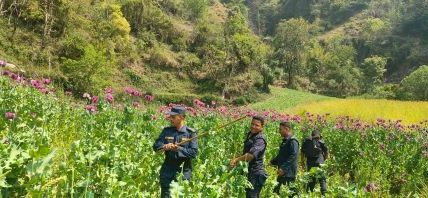 ५ सय १८ रोपनी जग्गामा लगाइएको अफिम खेती नष्ट