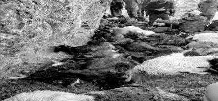 बाजुराको स्वामिकार्तिकमा चट्याङका कारण ३९ बाख्रा मरे