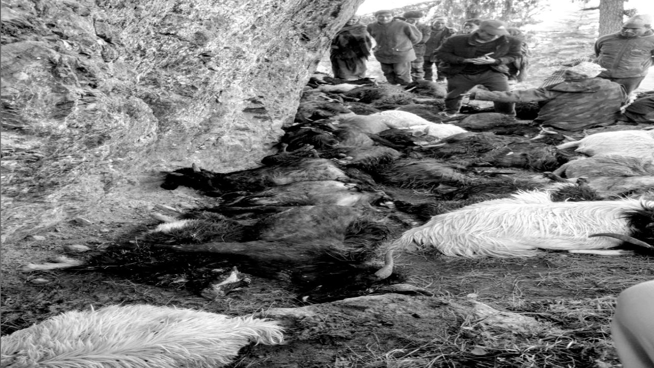 बाजुराको स्वामिकार्तिकमा चट्याङका कारण ३९ बाख्रा मरे