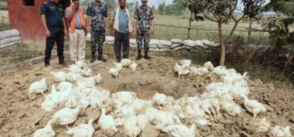 रौतहटमा भन्सार छली भित्र्याइएको ४ क्विन्टल बढी बोइलर कुखुरा नष्ट