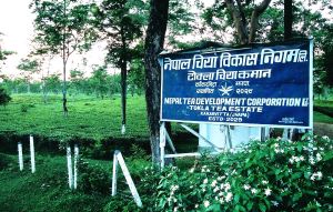 नेपाल चिया विकास निगमको सञ्चालन आम्दानी १ अर्ब माथि, आईपीओ निष्कासनको तयारी