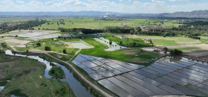 चिनियाँ वैज्ञानिकद्वारा बहुवर्षीय धानको बीउ विकास: अब वर्षौंसम्म एउटै बोटबाट धान फल्ने