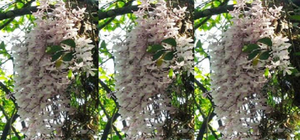 सलहेश फूलबारी मेलामा भक्तजनको चहलपहल