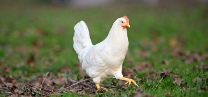 नेपालमा बर्डफ्लुको महामारी : १ लाख ३० हजारभन्दा बढी पंक्षी नष्ट