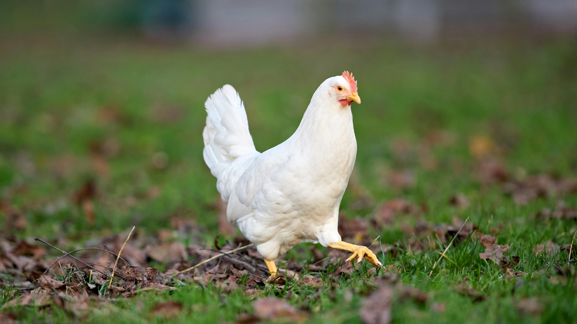 नेपालमा बर्डफ्लुको महामारी : १ लाख ३० हजारभन्दा बढी पंक्षी नष्ट