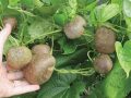 जङ्गली फल सेवन गर्दा एकको मृत्यु, आठ बिरामी