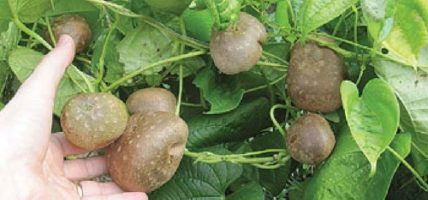 जङ्गली फल सेवन गर्दा एकको मृत्यु, आठ बिरामी