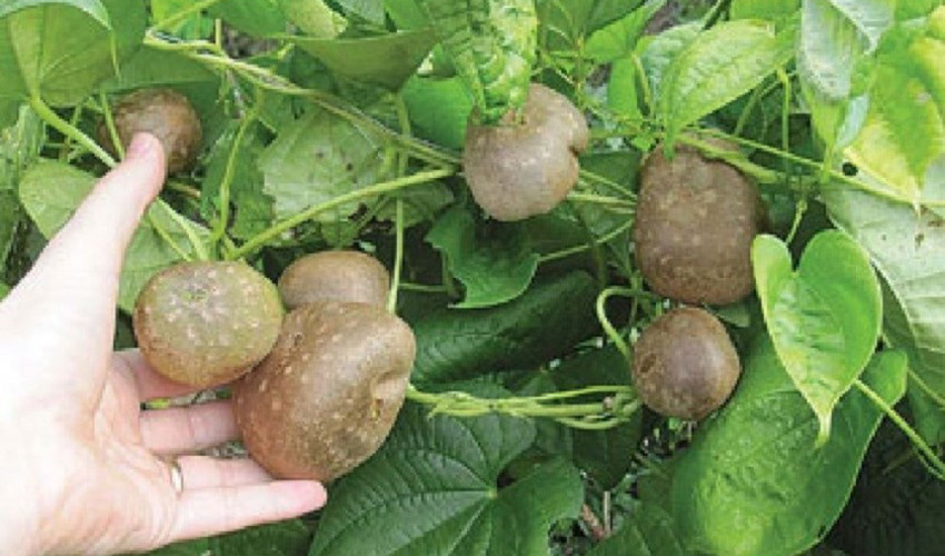 जङ्गली भ्याकुर खाँदा एकको मृत्यु, आठ जना बिरामी