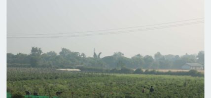 तुलसीपुरका थारु महिला तरकारी खेतीबाट आत्मनिर्भर बन्दै