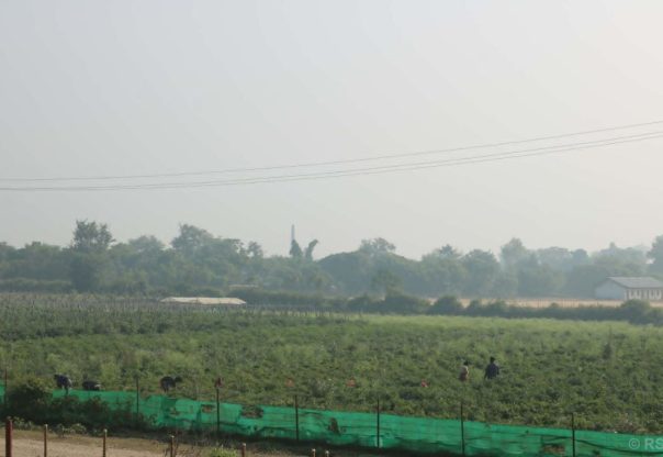 तुलसीपुरका थारु महिला तरकारी खेतीबाट आत्मनिर्भर बन्दै तुलसीपुरका थारु महिला तरकारी खेतीबाट आत्मनिर्भर बन्दै