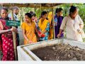 रासायनिक मललाई प्रतिस्थापन गर्दै गँड्यौला मल