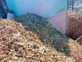 Herbs processing plants in buffer zone left unused Herbs processing plants in buffer zone left unused