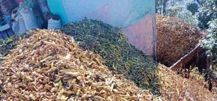 Herbs processing plants in buffer zone left unused