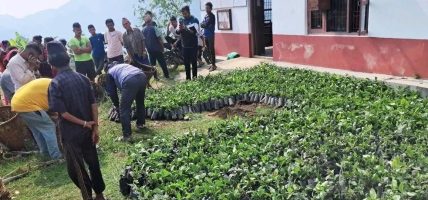 महाभारतमा सात हजार कफीका बिरुवा वितरण