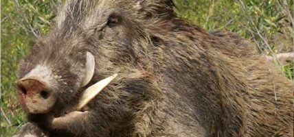 नीलगाई र बँदेलको आतङ्कले महोत्तरीका किसान चिन्तित