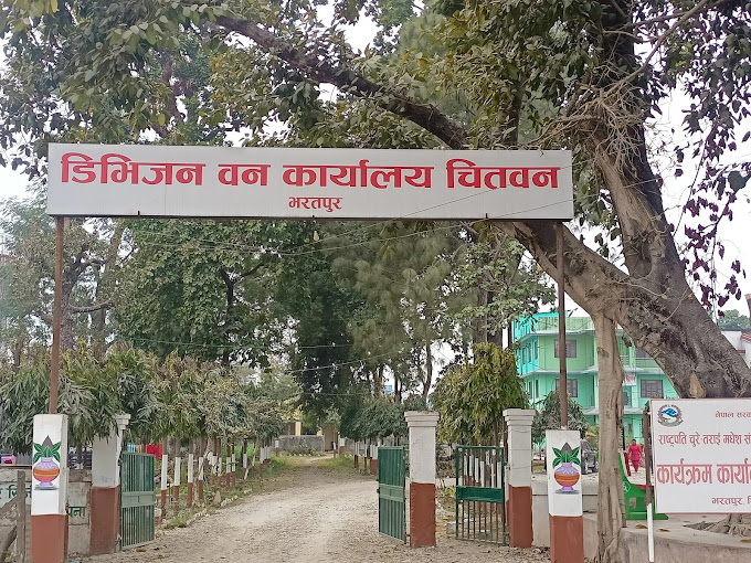सडक किनारका जोखिमयुक्त रुख हटाउँदै वन कार्यालय