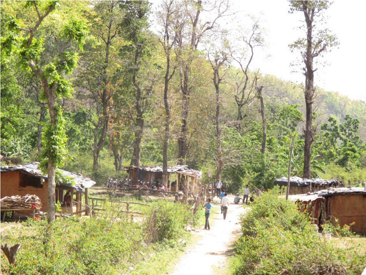 दैलेखमा ४२० हेक्टर वन क्षेत्र अतिक्रमणको चपेटामा