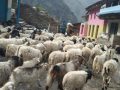 लाग्यो उँभौली, भेडाबाख्रा धपाउँदै लेक चढे गोठालाहरु
